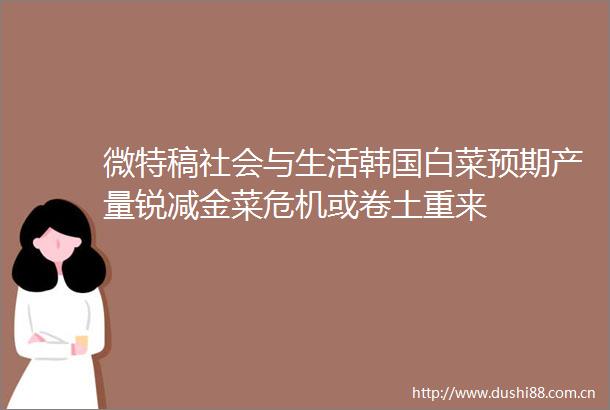 微特稿社会与生活韩国白菜预期产量锐减金菜危机或卷土重来