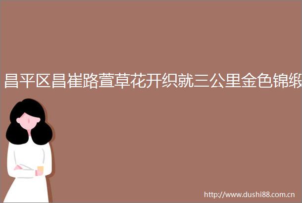 昌平区昌崔路萱草花开织就三公里金色锦缎
