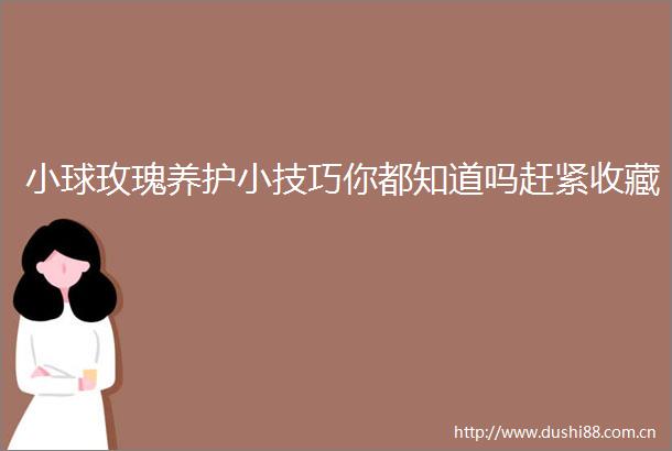 小球玫瑰养护小技巧你都知道吗赶紧收藏