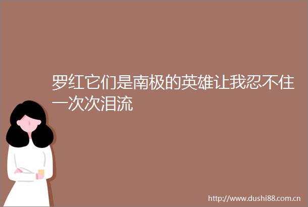 罗红它们是南极的英雄让我忍不住一次次泪流