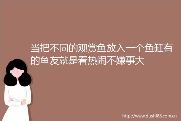 当把不同的观赏鱼放入一个鱼缸有的鱼友就是看热闹不嫌事大
