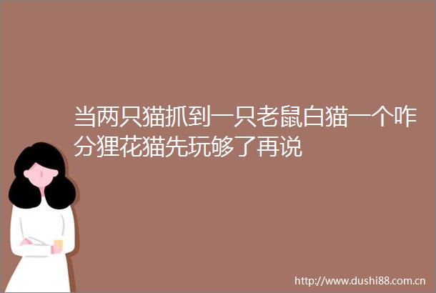 当两只猫抓到一只老鼠白猫一个咋分狸花猫先玩够了再说