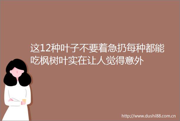 这12种叶子不要着急扔每种都能吃枫树叶实在让人觉得意外