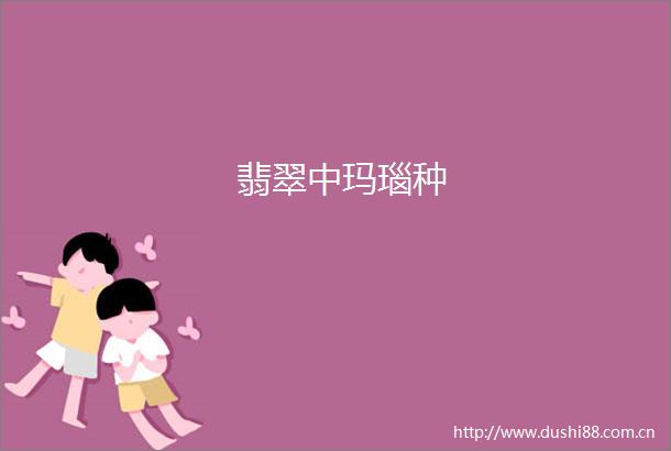 翡翠中玛瑙种