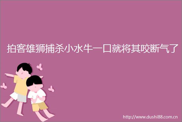 拍客雄狮捕杀小水牛一口就将其咬断气了