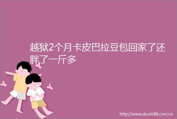 越狱2个月卡皮巴拉豆包回家了还胖了一斤多