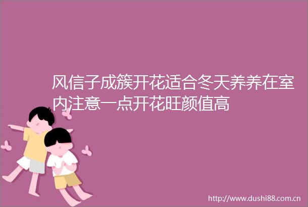 风信子成簇开花适合冬天养养在室内注意一点开花旺颜值高