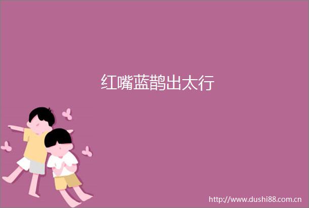 红嘴蓝鹊出太行
