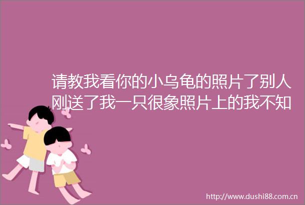 请教我看你的小乌龟的照片了别人刚送了我一只很象照片上的我不知道怎么养也不知道是什么品种
