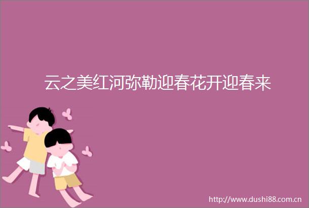 云之美红河弥勒迎春花开迎春来