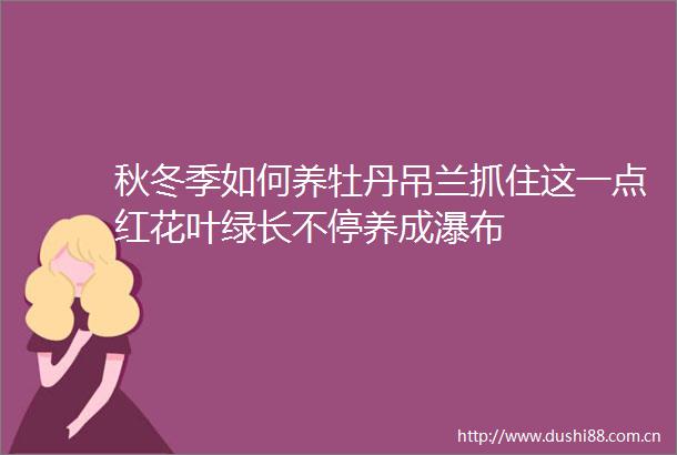 秋冬季如何养牡丹吊兰抓住这一点红花叶绿长不停养成瀑布