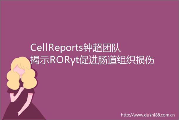 CellReports钟超团队揭示RORγt促进肠道组织损伤修复及其机制