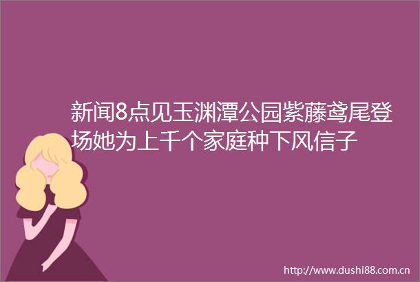 新闻8点见玉渊潭公园紫藤鸢尾登场她为上千个家庭种下风信子