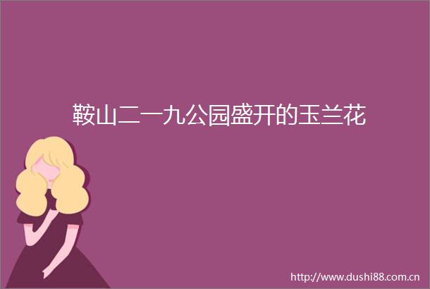 鞍山二一九公园盛开的玉兰花