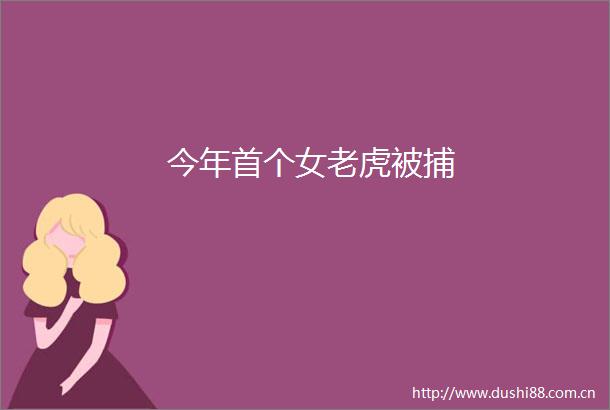 今年首个女老虎被捕
