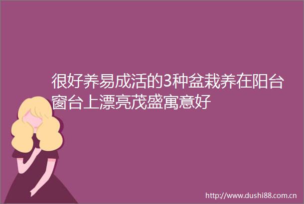 很好养易成活的3种盆栽养在阳台窗台上漂亮茂盛寓意好