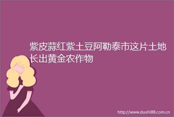 紫皮蒜红紫土豆阿勒泰市这片土地长出黄金农作物