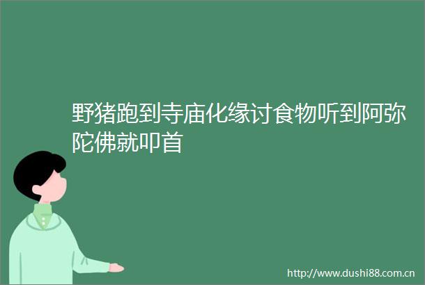 野猪跑到寺庙化缘讨食物听到阿弥陀佛就叩首