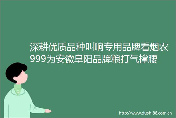 深耕优质品种叫响专用品牌看烟农999为安徽阜阳品牌粮打气撑腰