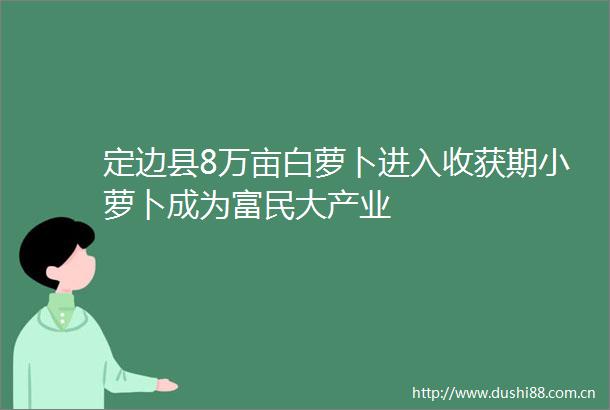 定边县8万亩白萝卜进入收获期小萝卜成为富民大产业