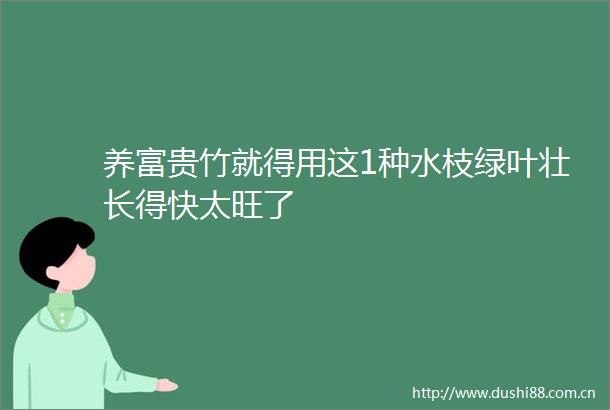 养富贵竹就得用这1种水枝绿叶壮长得快太旺了