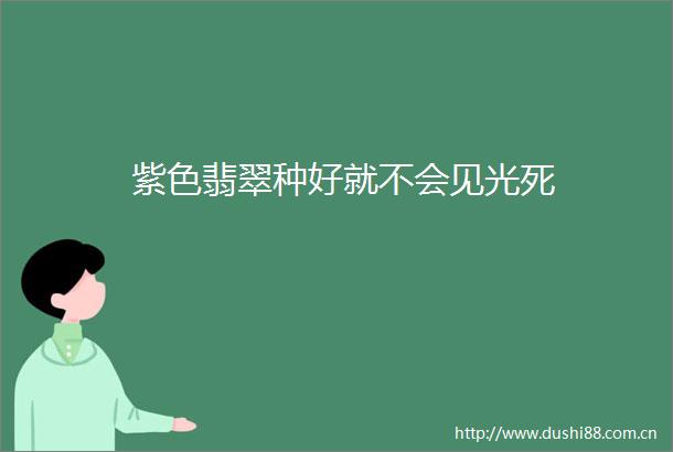 紫色翡翠种好就不会见光死