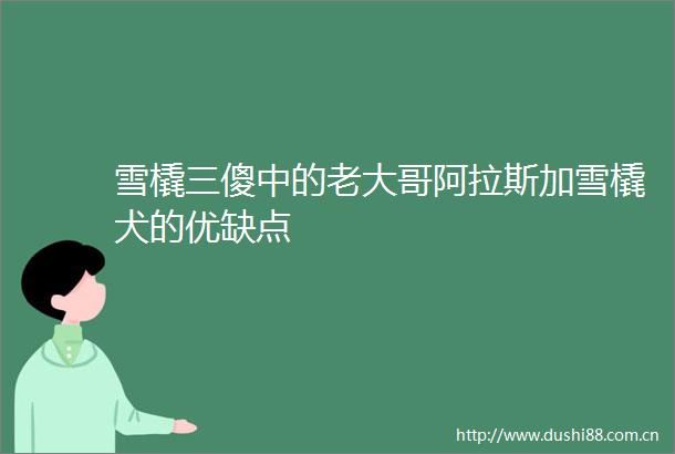 雪橇三傻中的老大哥阿拉斯加雪橇犬的优缺点