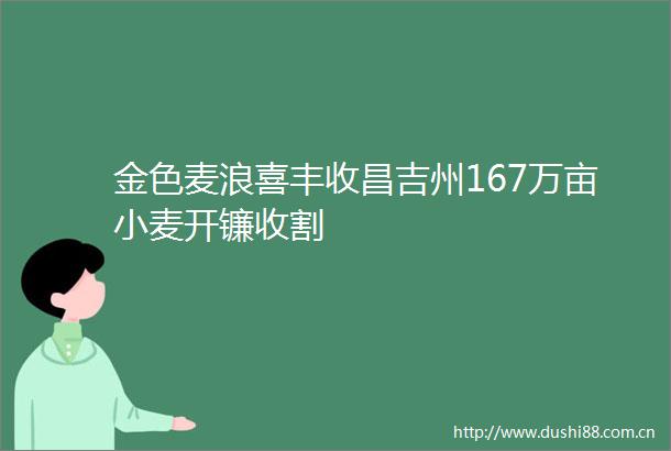 金色麦浪喜丰收昌吉州167万亩小麦开镰收割