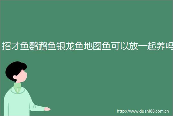 招才鱼鹦鹉鱼银龙鱼地图鱼可以放一起养吗