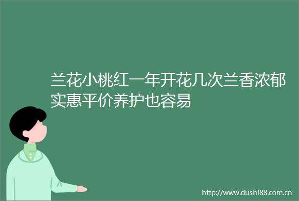 兰花小桃红一年开花几次兰香浓郁实惠平价养护也容易