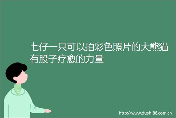 七仔一只可以拍彩色照片的大熊猫有股子疗愈的力量