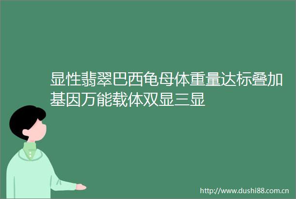 显性翡翠巴西龟母体重量达标叠加基因万能载体双显三显
