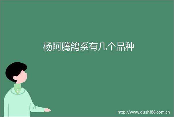 杨阿腾鸽系有几个品种