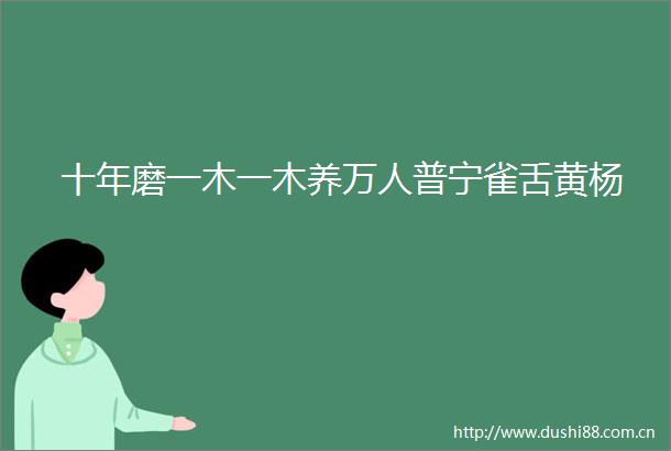 十年磨一木一木养万人普宁雀舌黄杨