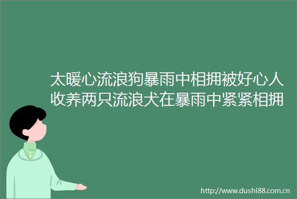太暖心流浪狗暴雨中相拥被好心人收养两只流浪犬在暴雨中紧紧相拥仿佛用身体为对方筑起一道抵御风雨的屏障