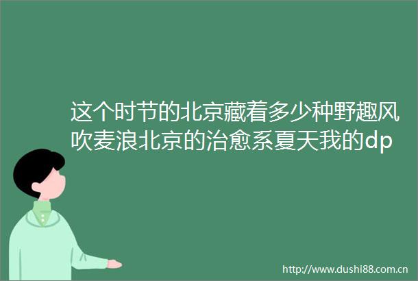 这个时节的北京藏着多少种野趣风吹麦浪北京的治愈系夏天我的dp生活