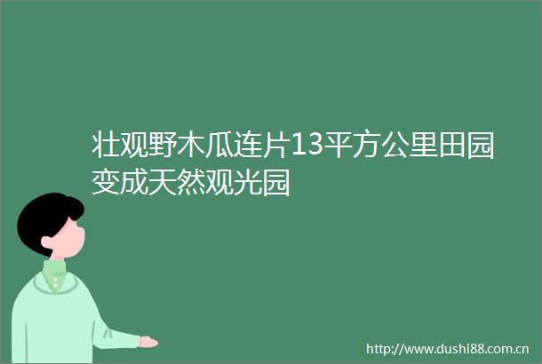 壮观野木瓜连片13平方公里田园变成天然观光园