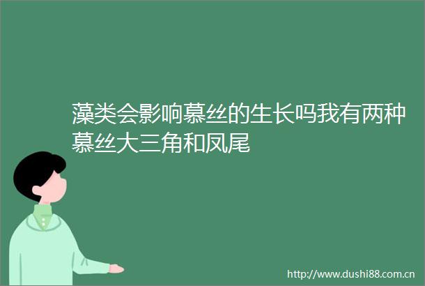 藻类会影响慕丝的生长吗我有两种慕丝大三角和凤尾