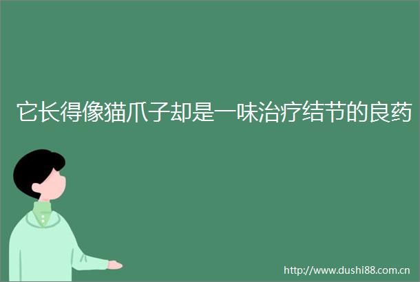 它长得像猫爪子却是一味治疗结节的良药
