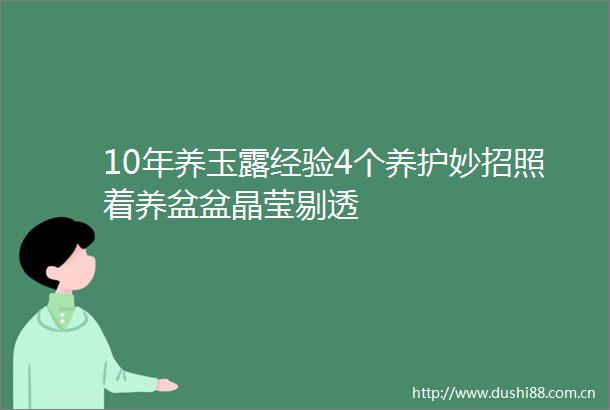 10年养玉露经验4个养护妙招照着养盆盆晶莹剔透