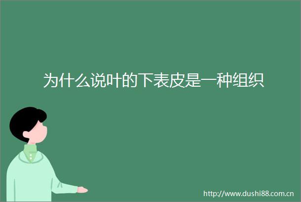 为什么说叶的下表皮是一种组织