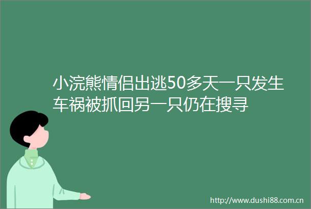 小浣熊情侣出逃50多天一只发生车祸被抓回另一只仍在搜寻