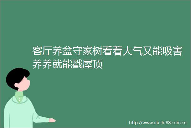 客厅养盆守家树看着大气又能吸害养养就能戳屋顶
