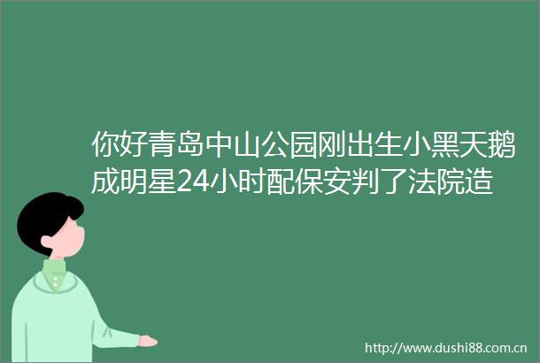 你好青岛中山公园刚出生小黑天鹅成明星24小时配保安判了造成极社会影响