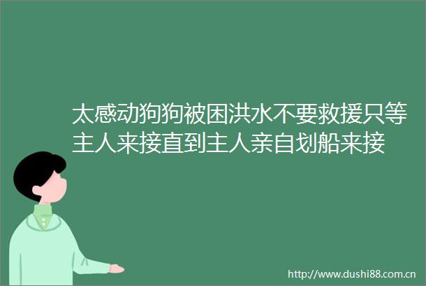太感动狗狗被困洪水不要救援只等主人来接直到主人亲自划船来接