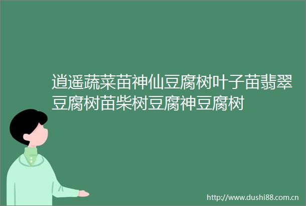 逍遥蔬菜苗神仙豆腐树叶子苗翡翠豆腐树苗柴树豆腐神豆腐树