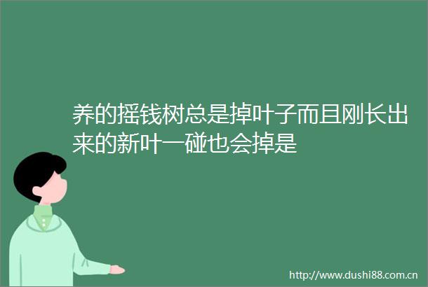 养的摇钱树总是掉叶子而且刚长出来的新叶一碰也会掉是