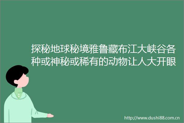 探秘地球秘境雅鲁藏布江大峡谷各种或神秘或稀有的动物让人大开眼界
