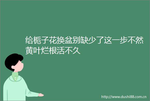 给栀子花换盆别缺少了这一步不然黄叶烂根活不久