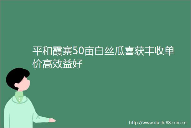 平和霞寨50亩白丝瓜喜获丰收单价高效益好
